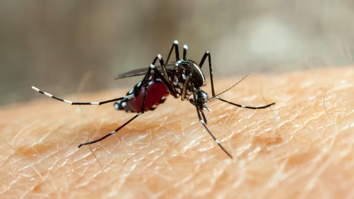 Rising Cases Of Dengue In Kids: Here’s How You Can Protect Your Child